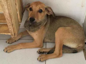 Cachorro raça SRD idade 2 a 6 meses nome Agatha