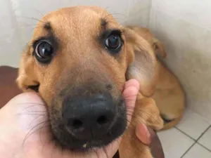 Cachorro raça SRD idade 2 a 6 meses nome Rosa
