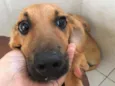 Cachorro raça SRD idade 2 a 6 meses nome Rosa