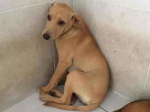Cachorro raça SRD idade 2 a 6 meses nome Jimmy