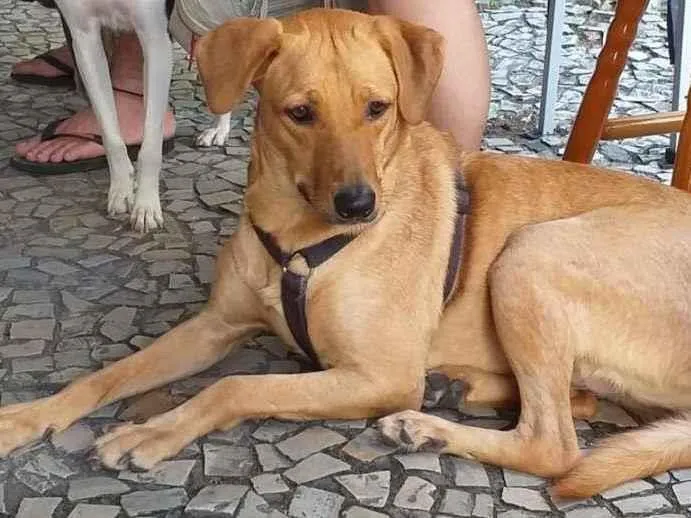 Cachorro ra a SRD-ViraLata idade 3 anos nome Gaya