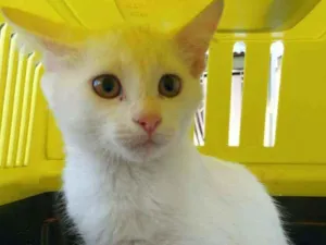 Gato raça SRD  idade 2 a 6 meses nome SNOW