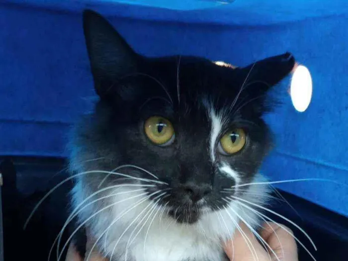 Gato ra a SRD idade 7 a 11 meses nome BALI