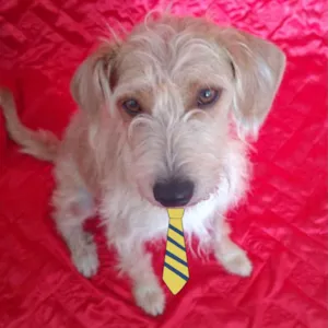 Cachorro raça Mestiço  idade 2 anos nome Guilherme 