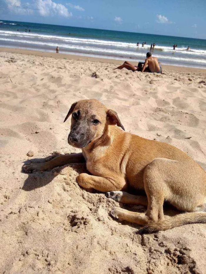 Cachorro raça Pudo com vira-lata idade 7 a 11 meses nome Mel