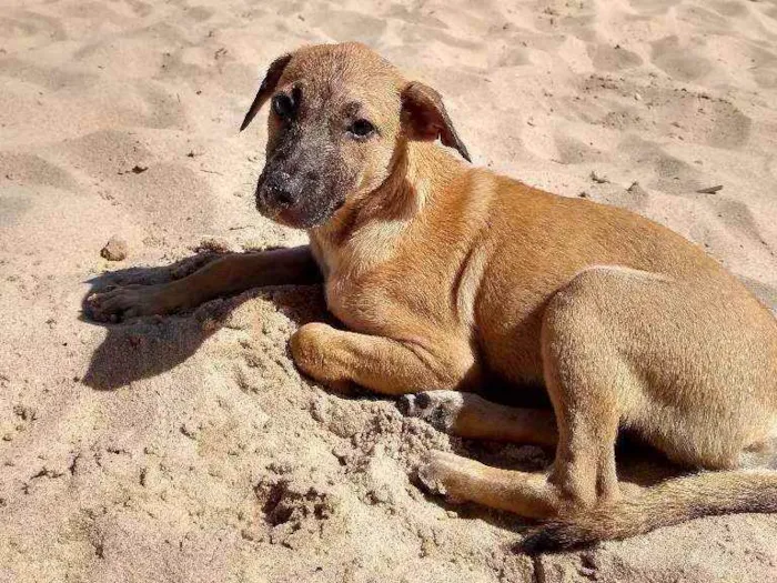 Cachorro raça Pudo com vira-lata idade 7 a 11 meses nome Mel