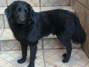 Cachorro raça Indefinida idade 3 anos nome Pretinho