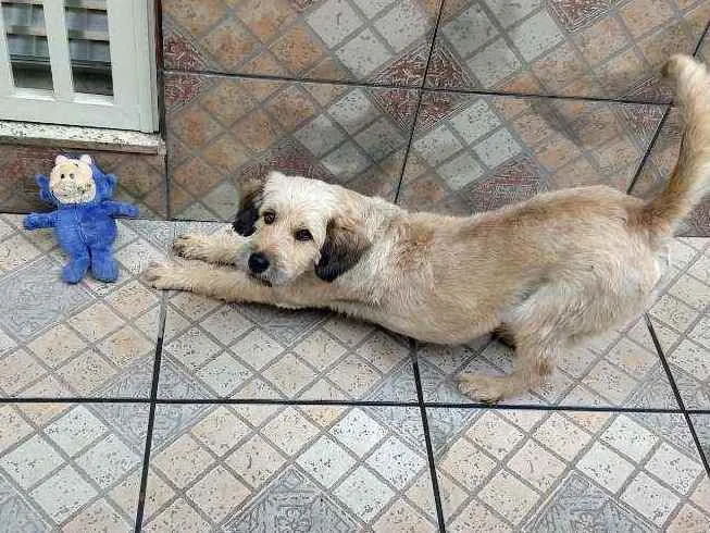 Cachorro raça Indefinida idade 3 anos nome Amarelinho