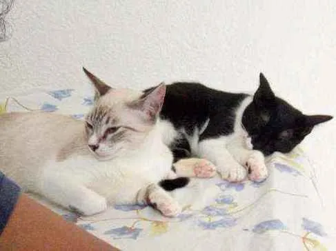 Gato ra a Cianez e a outra não sei a raç idade 7 a 11 meses nome Katty  e Lua