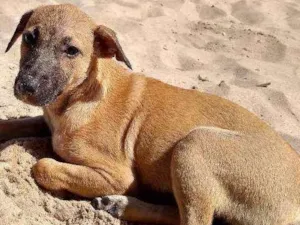 Cachorro raça Pudo com vira-lata idade 7 a 11 meses nome Mel
