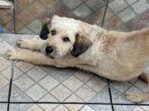 Cachorro raça Indefinida idade 3 anos nome Amarelinho