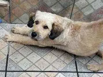 Cachorro raça Indefinida idade 3 anos nome Amarelinho