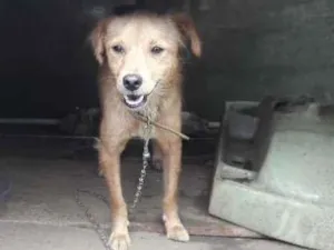 Cachorro raça SRD-ViraLata idade 7 a 11 meses nome Bia