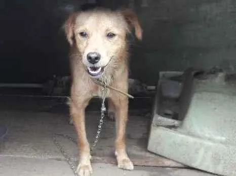 Cachorro raça SRD-ViraLata idade 7 a 11 meses nome Bia