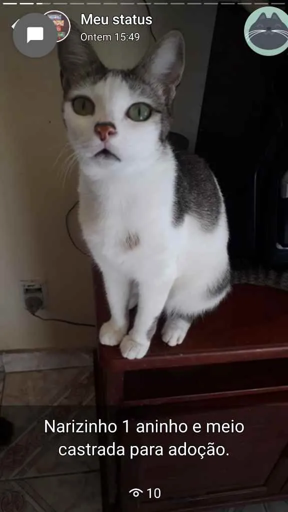 Gato ra a Sem raça definida  idade 1 ano nome Narizinho