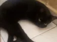 Felix