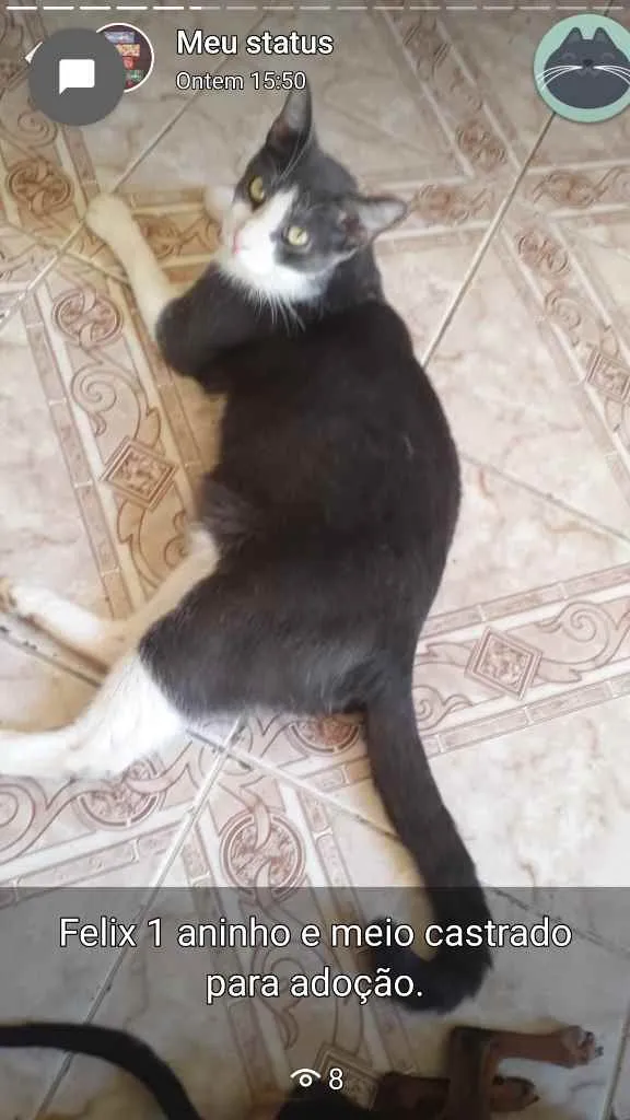 Gato ra a Sem raça definida  idade 1 ano nome Fred