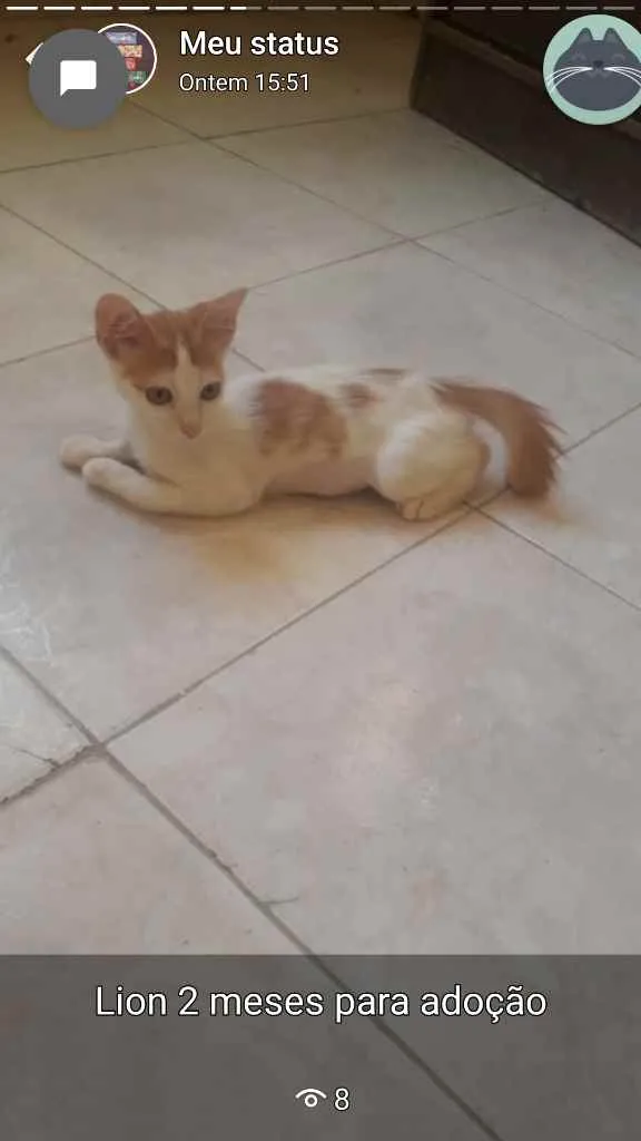 Gato ra a Sem raça definida  idade 2 a 6 meses nome Lion 