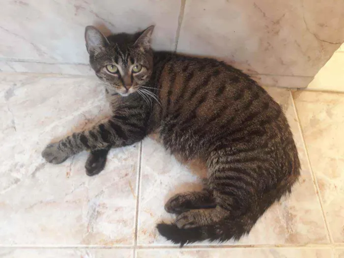 Gato ra a Sem raça definida  idade 1 ano nome Oncinha