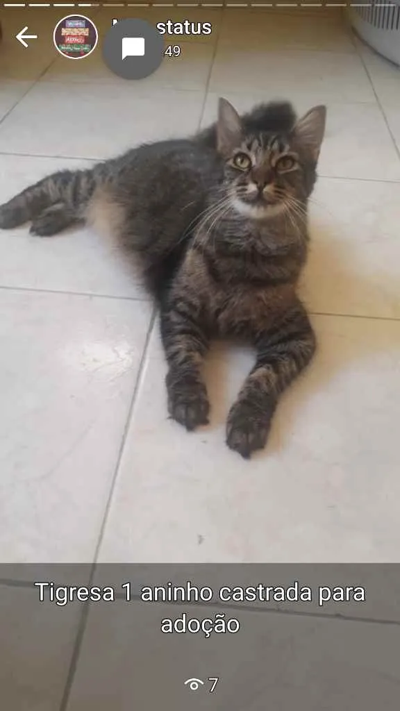 Gato ra a Sem raça definida  idade 1 ano nome Tigresa 