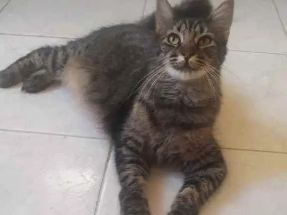 Gato ra a Sem raça definida  idade 1 ano nome Tigresa 