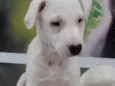 Cachorro raça Mix de labrador com shinowser idade 2 a 6 meses nome Snow