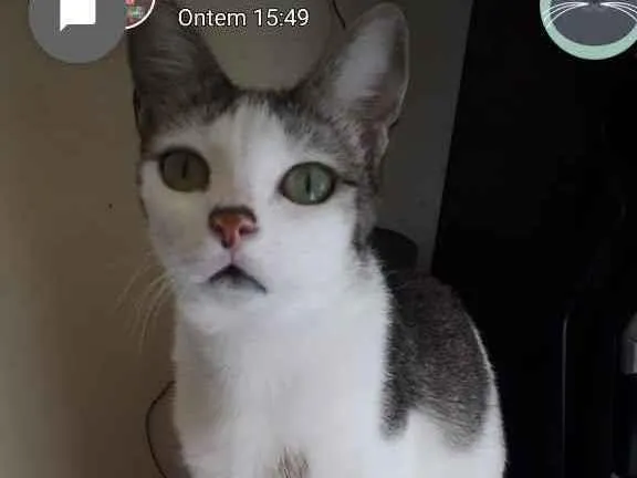 Gato ra a Sem raça definida  idade 1 ano nome Narizinho