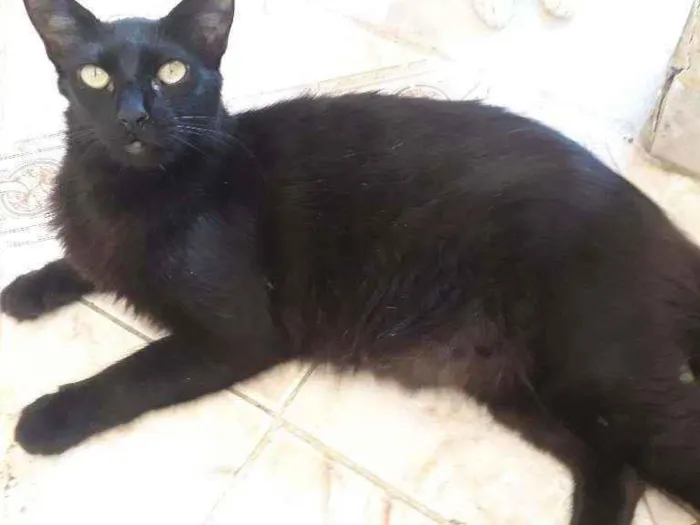 Gato ra a Sem raça definida  idade 1 ano nome Mike