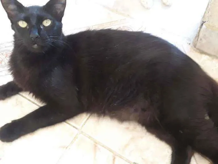 Gato ra a Sem raça definida  idade 1 ano nome Mike