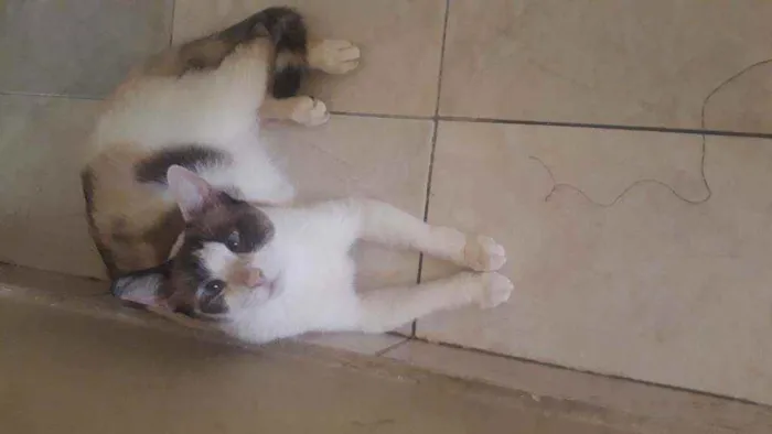 Gato ra a Sem raça definida  idade 1 ano nome Kiara 