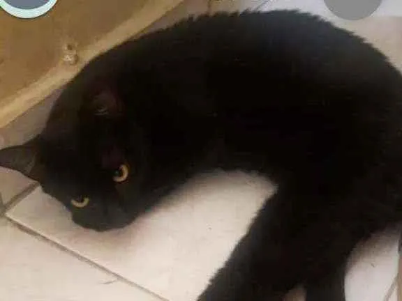 Gato ra a Sem raça definida  idade 7 a 11 meses nome Felix