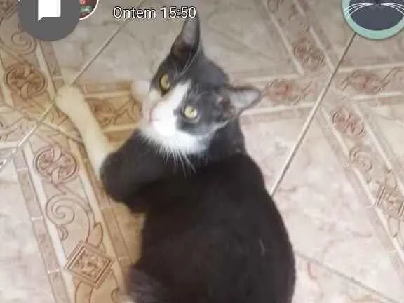 Gato ra a Sem raça definida  idade 1 ano nome Fred