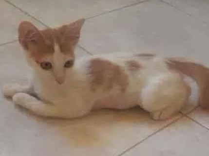 Gato ra a Sem raça definida  idade 2 a 6 meses nome Lion 