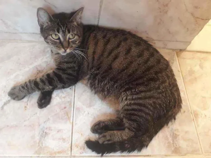 Gato ra a Sem raça definida  idade 1 ano nome Oncinha