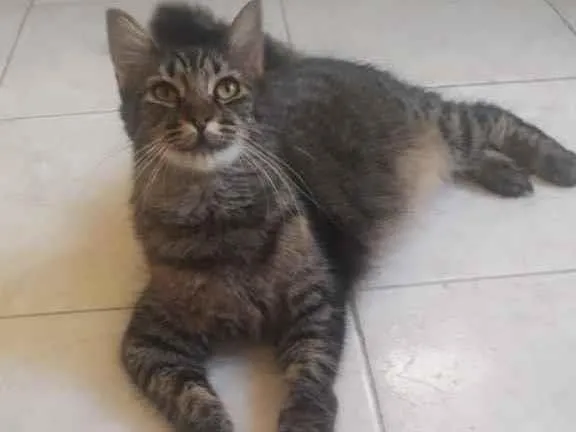 Gato ra a Sem raça definida  idade 1 ano nome Tigresa 