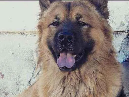Cachorro ra a Chowchow idade 4 anos nome Zeus