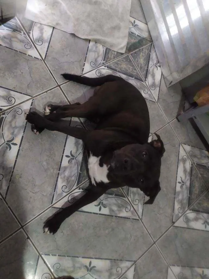 Cachorro raça Indefinida idade 1 ano nome Thor