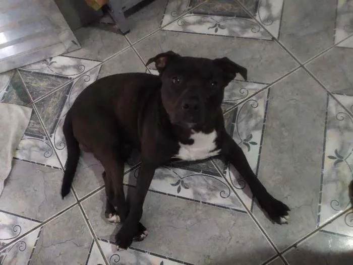 Cachorro raça Indefinida idade 1 ano nome Thor