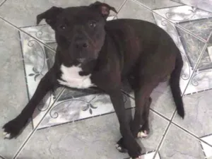Cachorro raça Indefinida idade 1 ano nome Thor