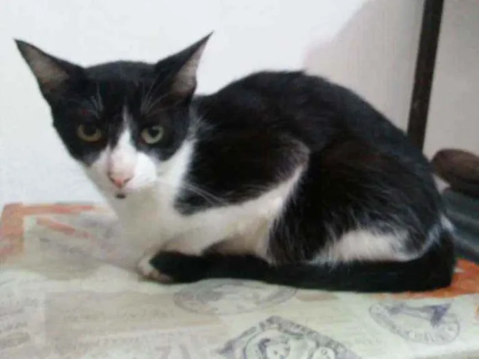 Gato ra a idade 1 ano nome Fia