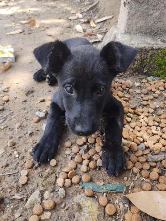 Cachorro ra a SRD-ViraLata idade 2 a 6 meses nome 3 filhotes 