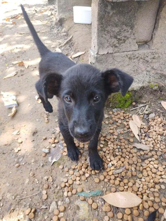Cachorro ra a SRD-ViraLata idade 2 a 6 meses nome 3 filhotes 