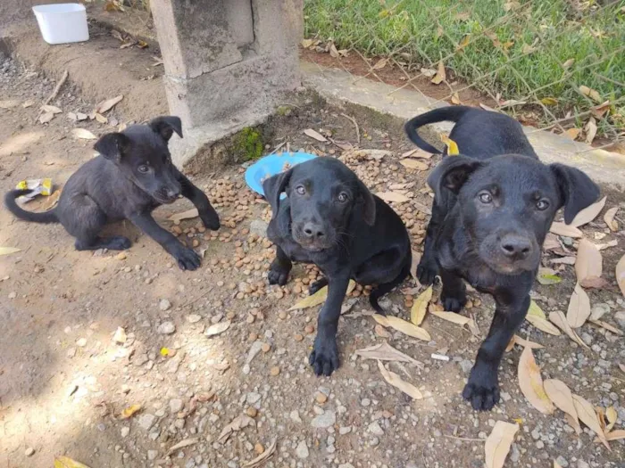 Cachorro ra a SRD-ViraLata idade 2 a 6 meses nome 3 filhotes 
