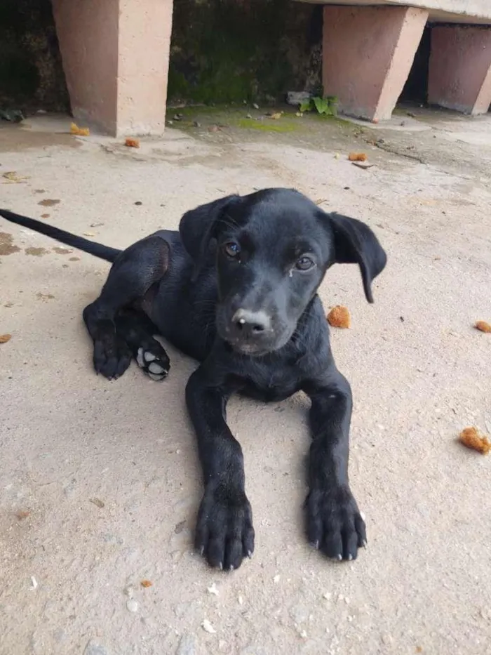 Cachorro ra a SRD-ViraLata idade 2 a 6 meses nome 3 filhotes 