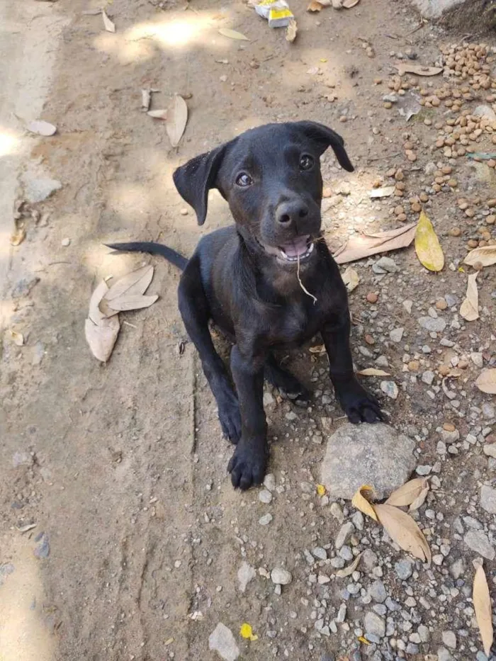 Cachorro ra a SRD-ViraLata idade 2 a 6 meses nome 3 filhotes 