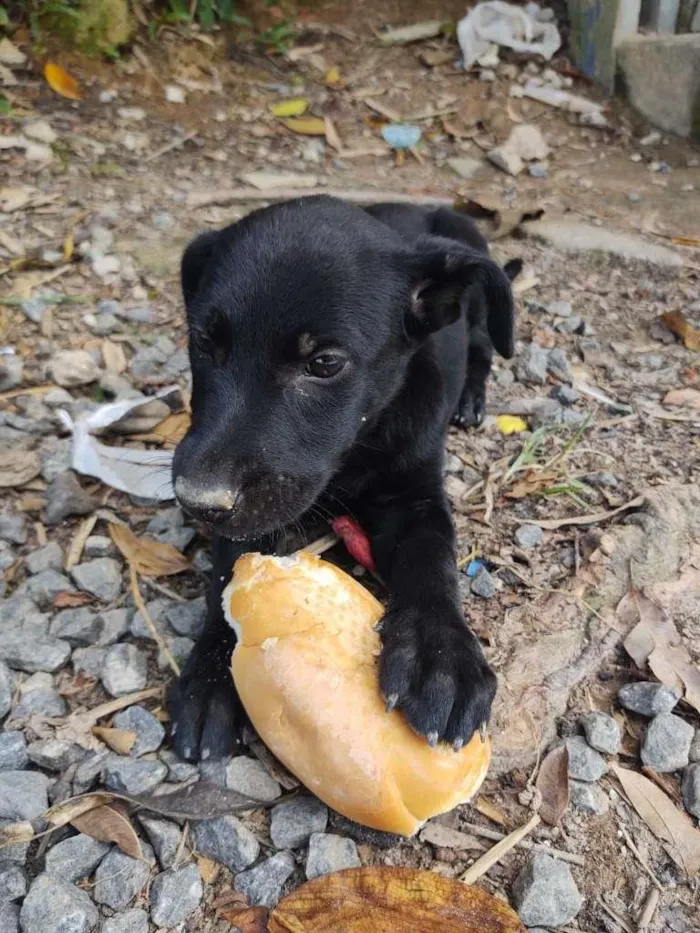 Cachorro ra a SRD-ViraLata idade 2 a 6 meses nome 3 filhotes 