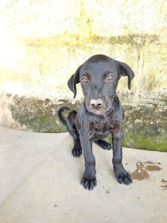 Cachorro ra a SRD-ViraLata idade 2 a 6 meses nome 3 filhotes 