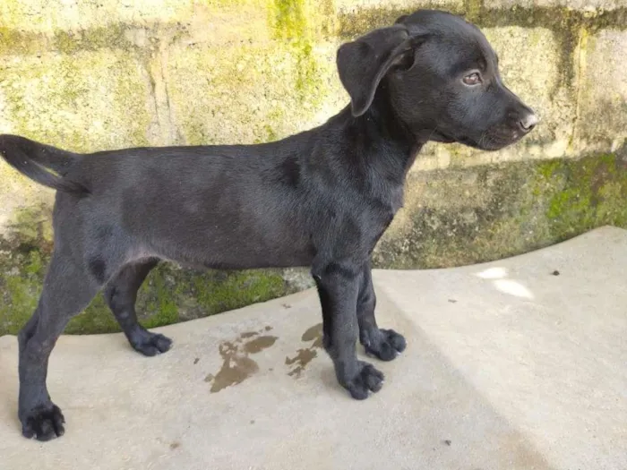 Cachorro ra a SRD-ViraLata idade 2 a 6 meses nome 3 filhotes 