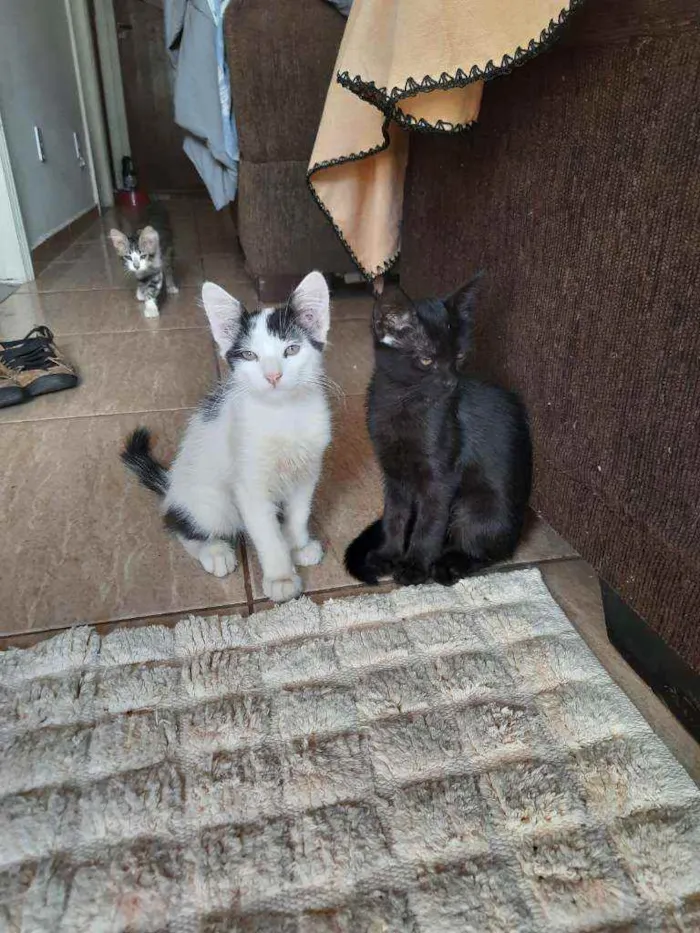 Gato ra a Siamês com viralata idade 2 a 6 meses nome Não possue nome 