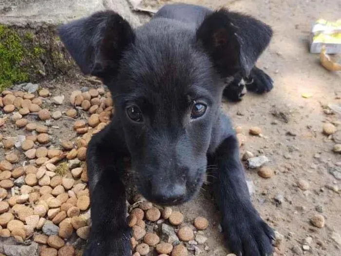 Cachorro ra a SRD-ViraLata idade 2 a 6 meses nome 3 filhotes 